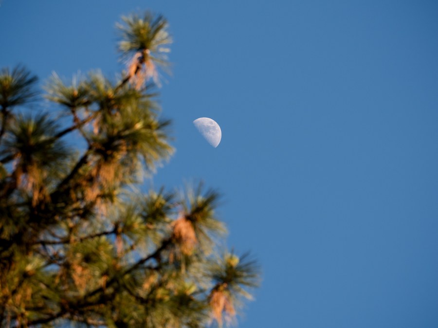 Moon and pine