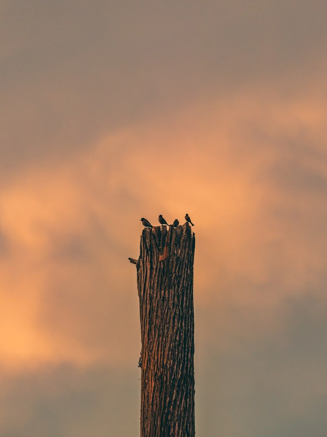 Birds in pink cloud